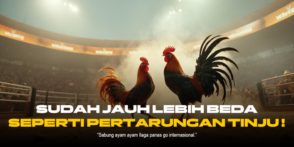 Pahami Jenis Ayam Aduan dalam Sabung Ayam SV388 yang Penuh Strategi