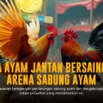 Membedah Kelebihan Ayam Bangkok untuk Sabung Ayam SV388