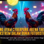 Mengenal Ayam Bangkok Aduan: Raja Sabung Ayam SV388
