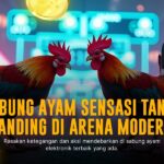 Mendalami SV388: Platform Sabung Ayam Online Terpercaya