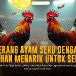 Mengenal Ayam Bangkok: Raja Sabung Ayam dengan Odds Terbaik di SV388