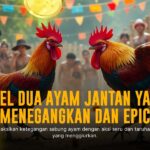 Mengenal Ayam Bangkok: Raja Sabung Ayam yang Perlu Kamu Tahu