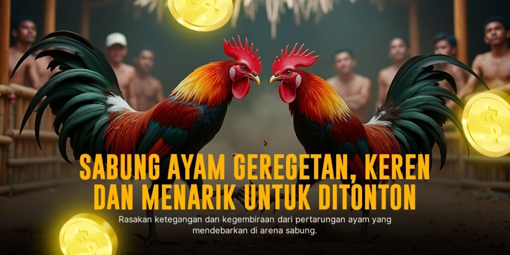 Mengenal Ayam Bangkok di Dunia Sabung Ayam Online