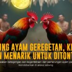 Mengenal Ayam Bangkok di Dunia Sabung Ayam Online