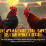 Mengenal Ayam Bangkok: Raja Sabung Ayam yang Ditaklukkan SV388