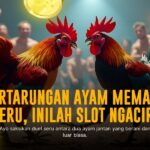 Mengenal Jenis Ayam Bangkok Dalam Sabung Ayam SV388