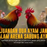 Mengenal Jenis Ayam Bangkok di Sabung Ayam SV388