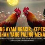 Mengupas Tuntas Jenis Ayam Bangkok di Sabung Ayam SV388